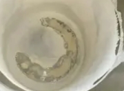 水壶水垢不用刷！白醋+柠檬煮一煮，轻松除垢不伤壶