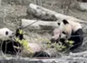 四川四天三晚深度游：成都慢生活指南