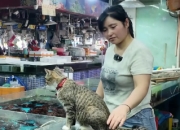 好风景！南宁海鲜摊主养18只猫咪
