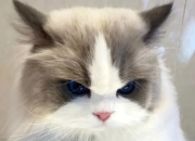 颜值进化论：猫咪变美关键期全解析