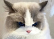 颜值进化论：猫咪变美关键期全解析