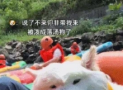 漂流奇遇记：网友去漂流，竟把景区护漂犬捞上船