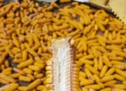 东北玉米单产提升12%