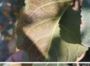 温暴雨要提防！夏季果园这样管